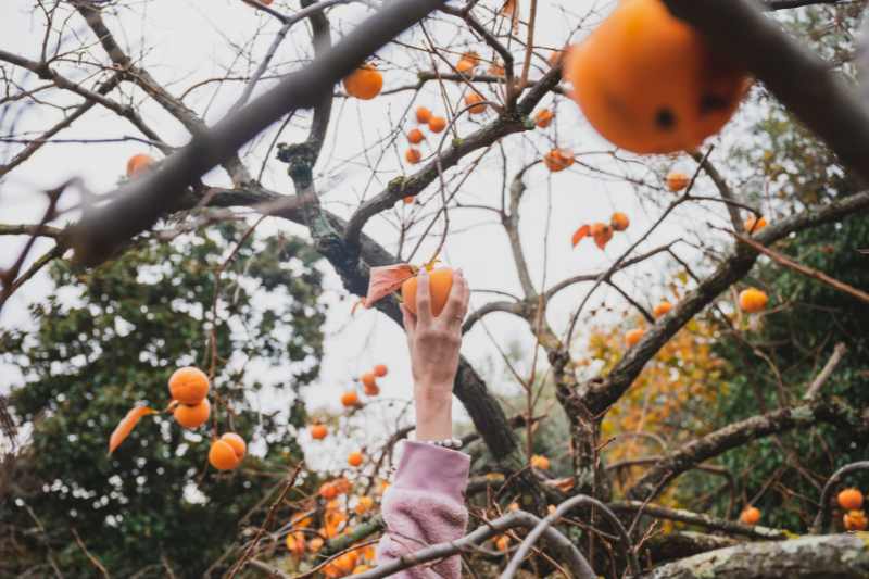 conservação da colheita de frutos de caqui, colheita e conserva de caqui, caqui na culinária