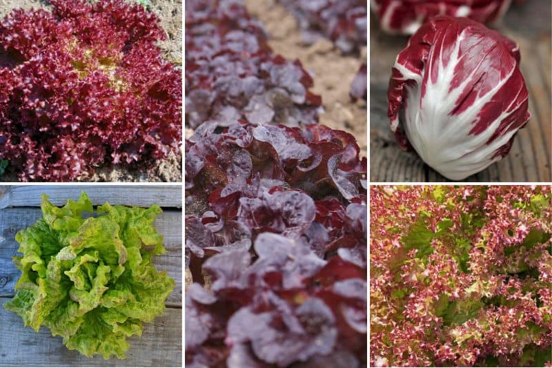 saladas vermelhas para a horta