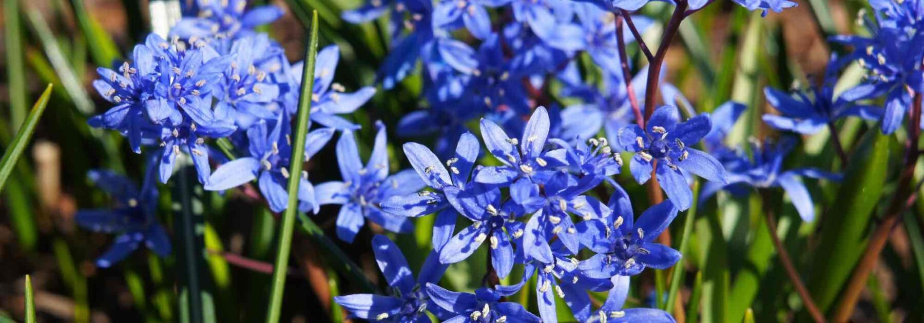 Comment réussir la plantation des bulbes pour la saison sèche ? – Fermes et  Jardins