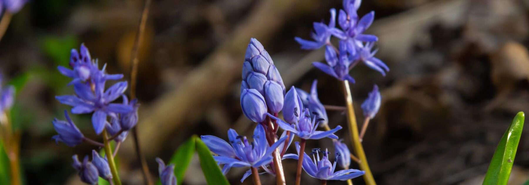 Scilles : les plus belles variétés 