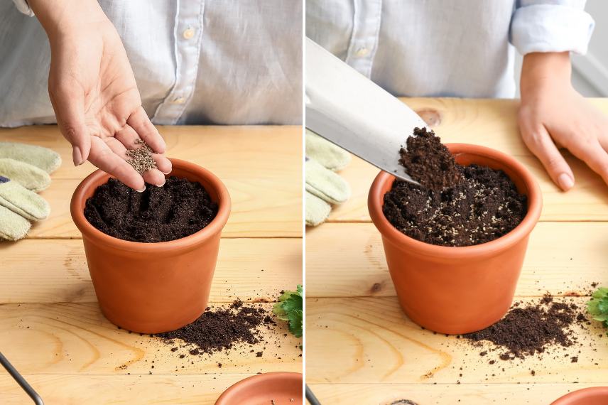 semer des graines de plantes aromatiques