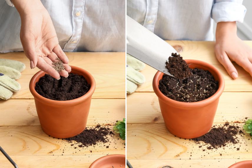 semeando sementes de plantas aromáticas