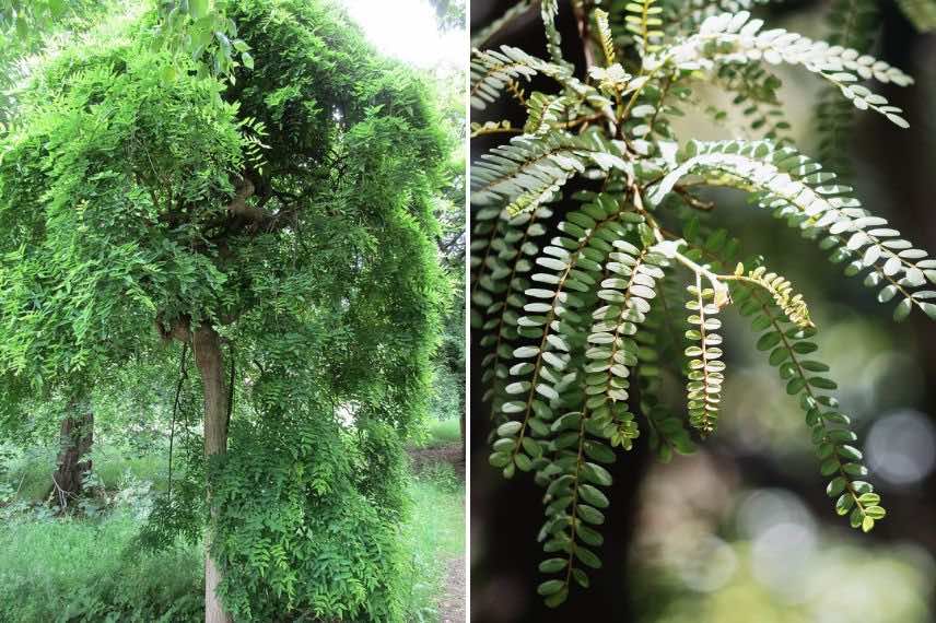 sophora japonica pendula