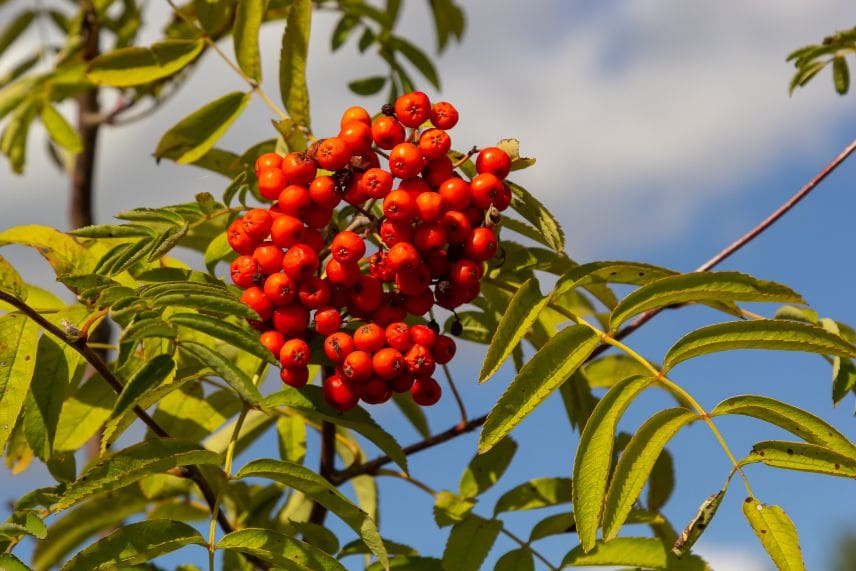 arbres fruits décoratifs