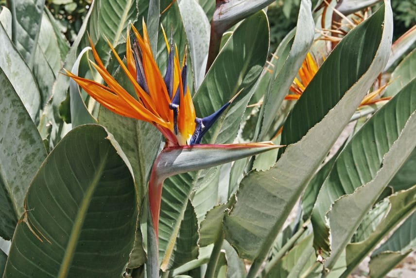 plantes à fleurs pour véranda 