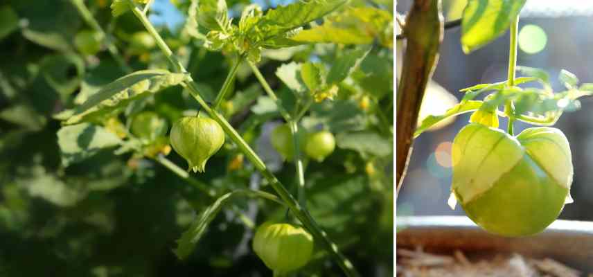 potager de curiosités, potager légumes fruits originaux