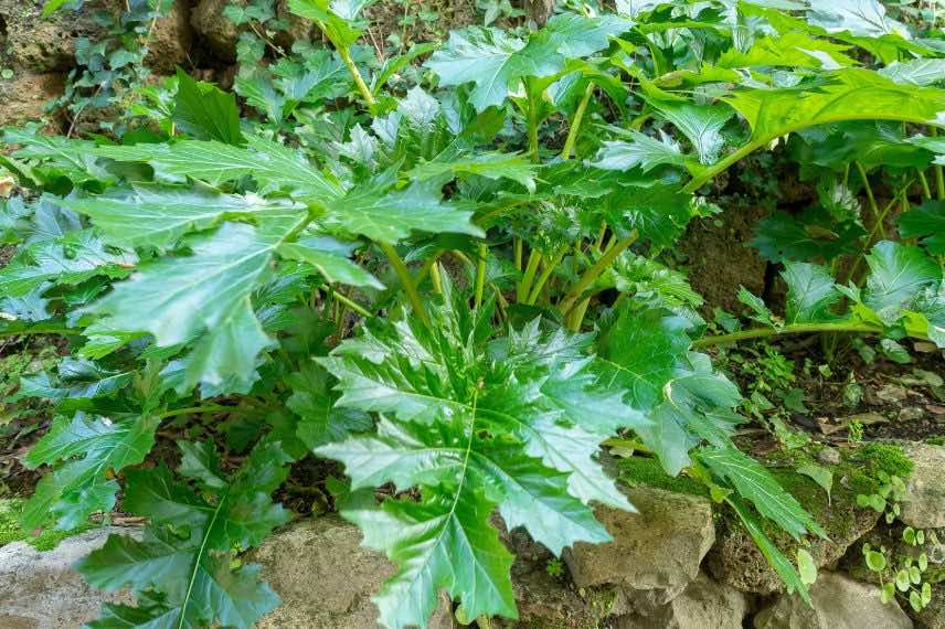 touffe acanthus mollis