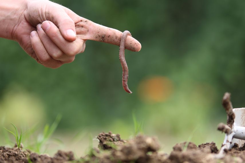la permaculture pour un sol vivant