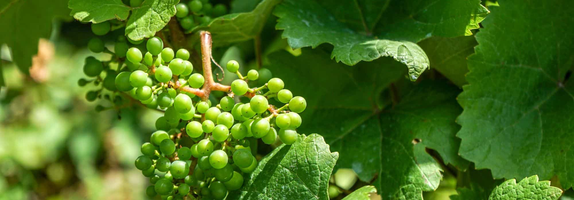 Pourquoi je n'ai pas de raisin sur ma vigne ?