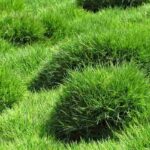 Le zoysia tenuifolia ou gazon des Mascaraignes : plantation, culture et entretien