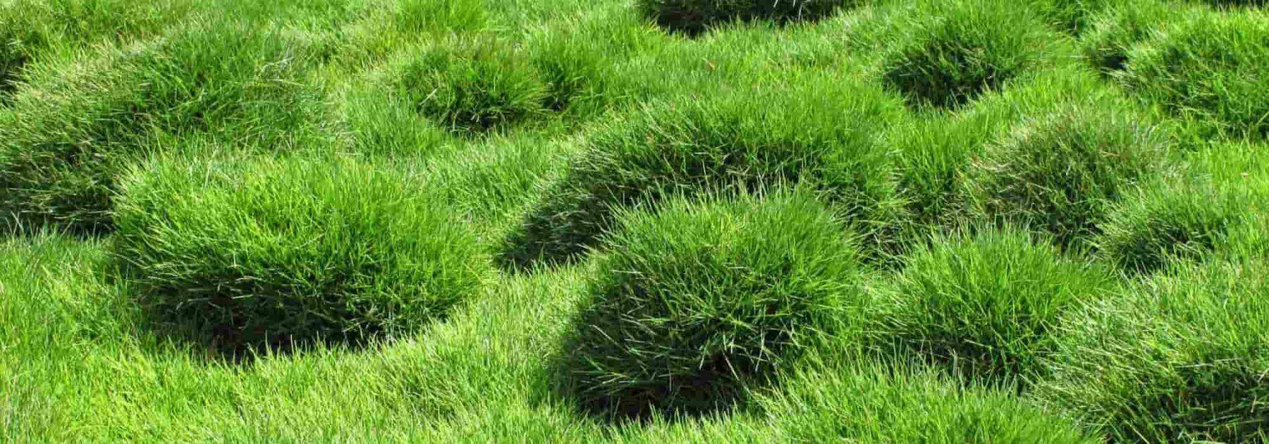 Le zoysia tenuifolia ou gazon des Mascaraignes : plantation, culture et entretien