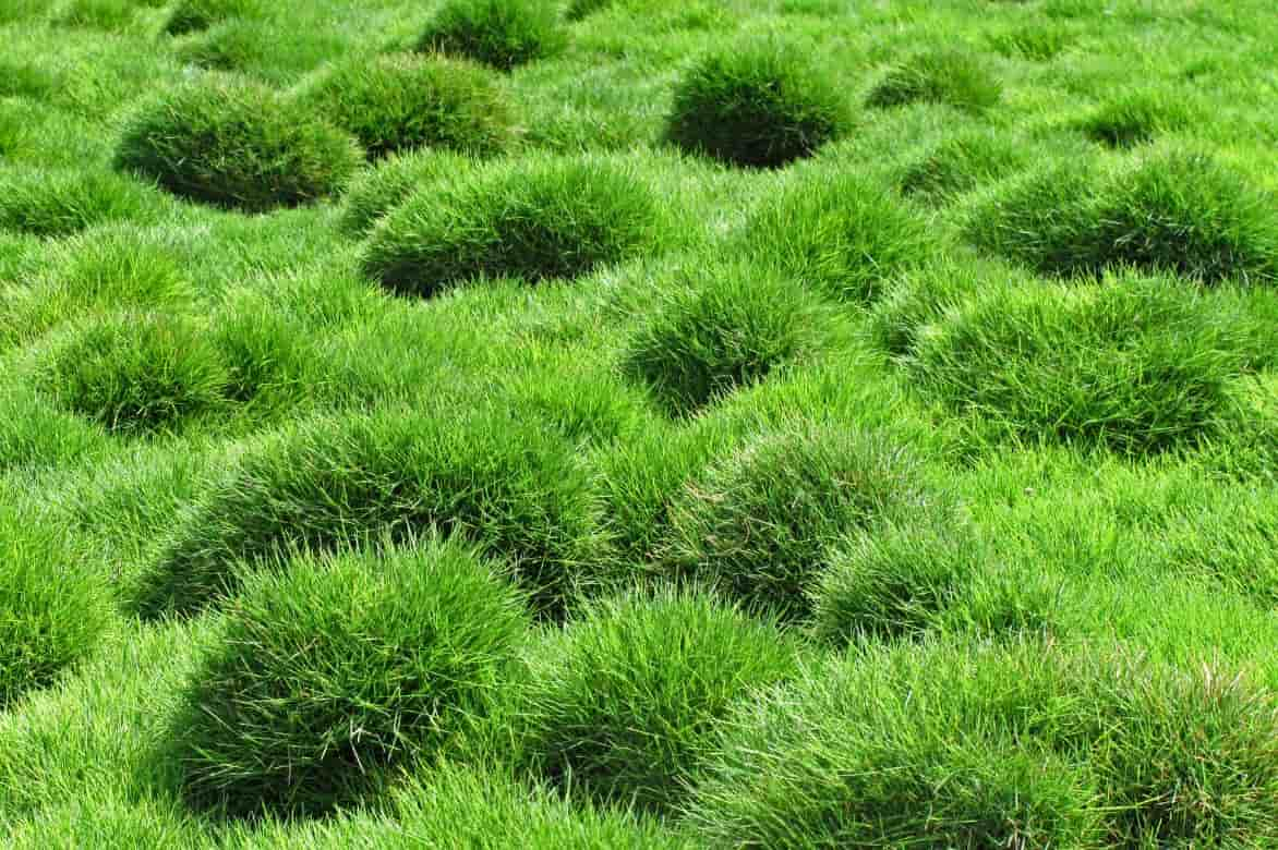 zoysia tenuifolia 