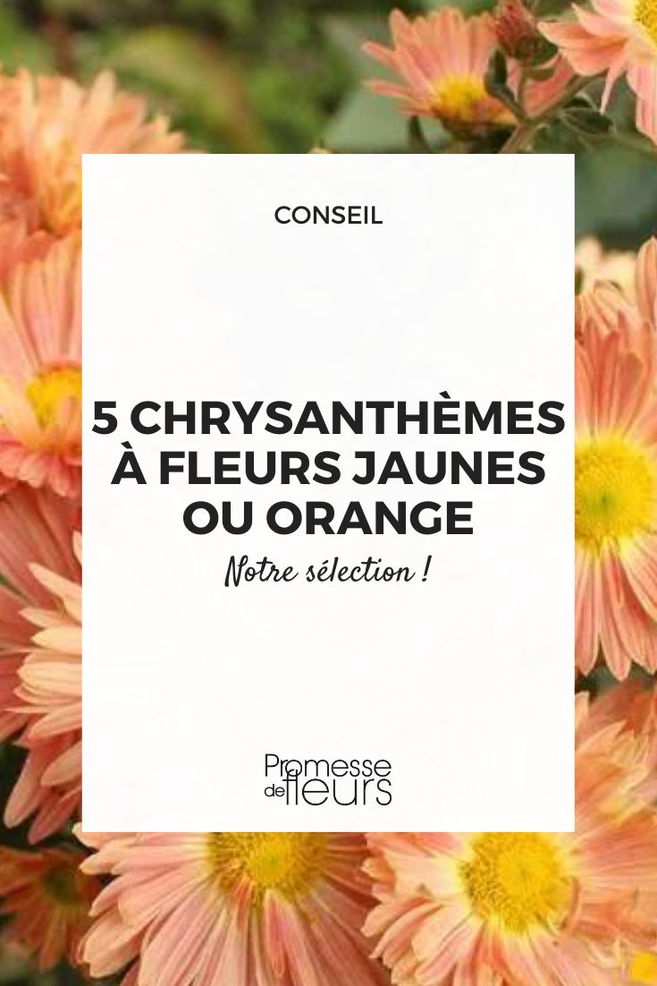 Chrysanthemum 'Cottage Apricot'