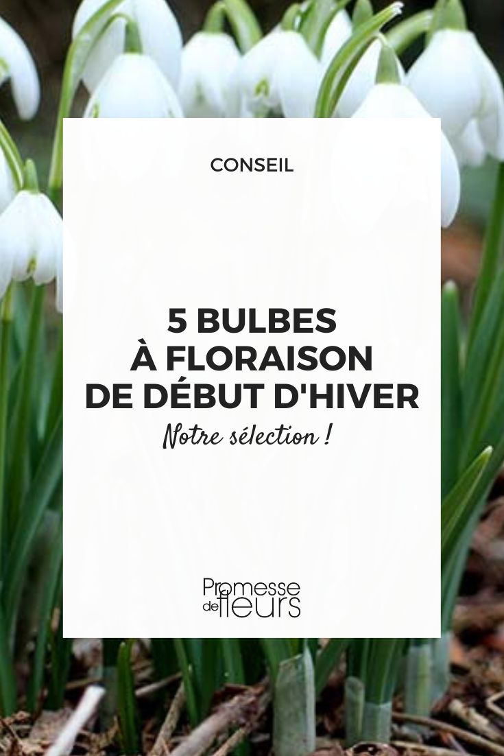 La plantation en masse des bulbes - Blog Promesse de fleurs