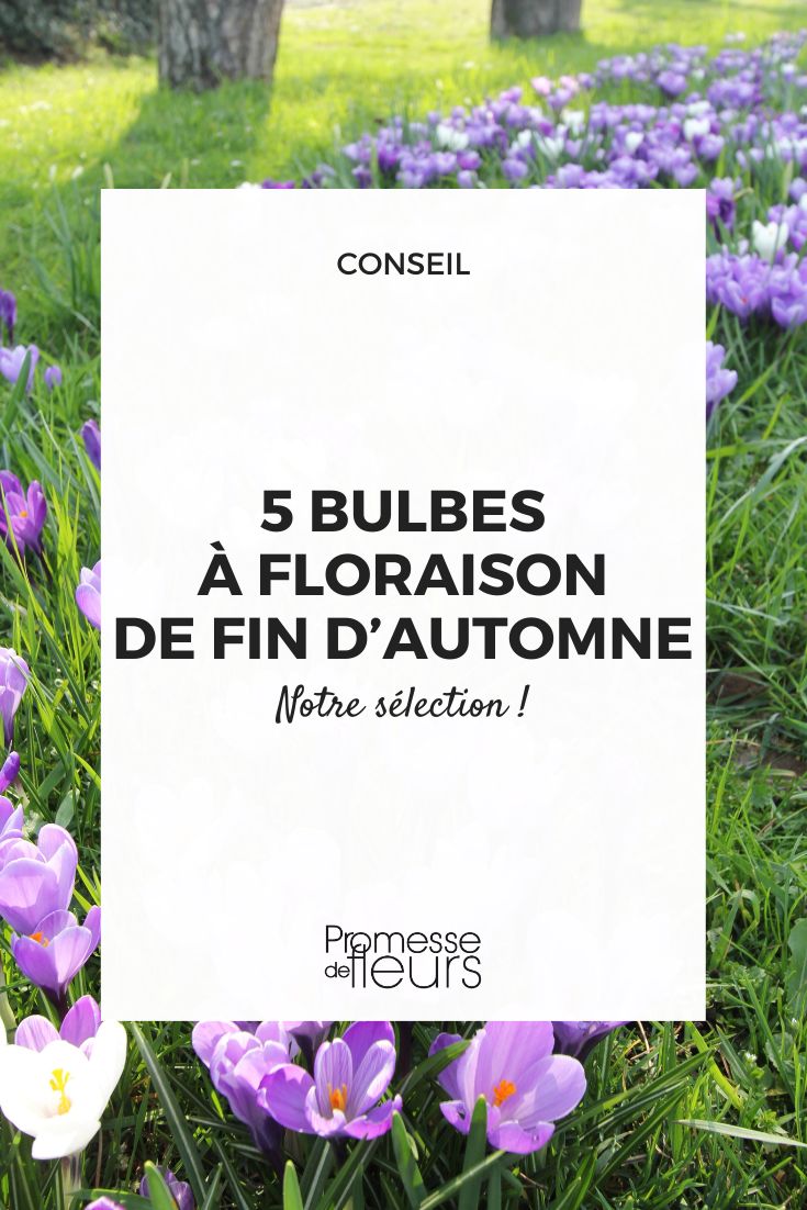 La plantation en masse des bulbes - Blog Promesse de fleurs