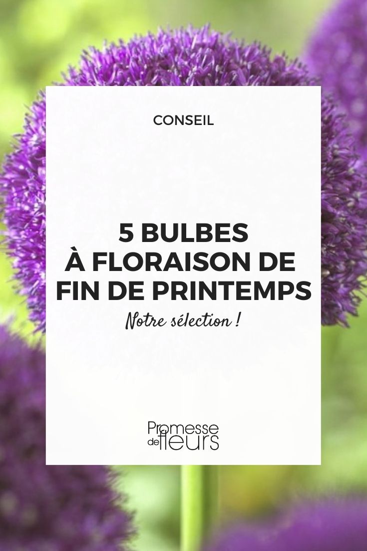 5 bulbes à floraison de fin de printemps - Blog Promesse de fleurs