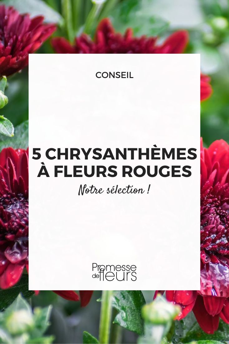 chrysanthème