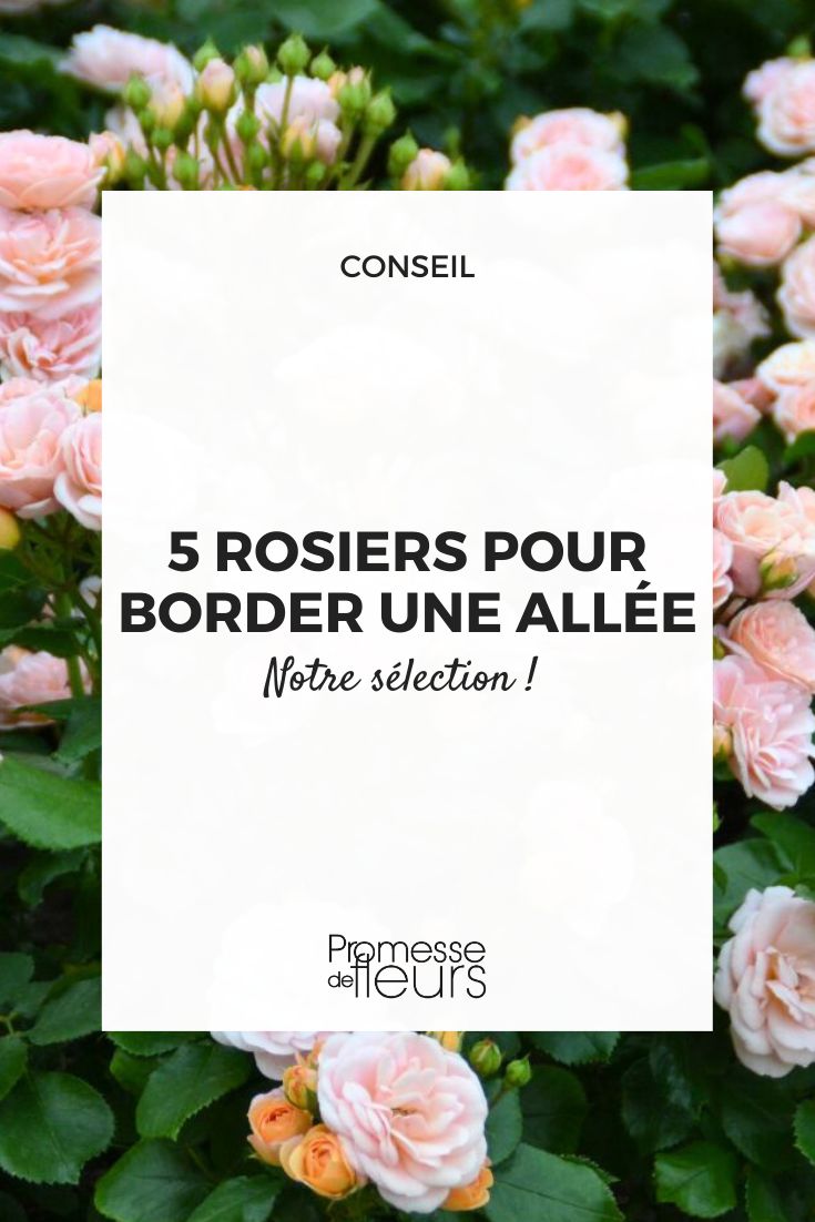 rosiers nains bordure