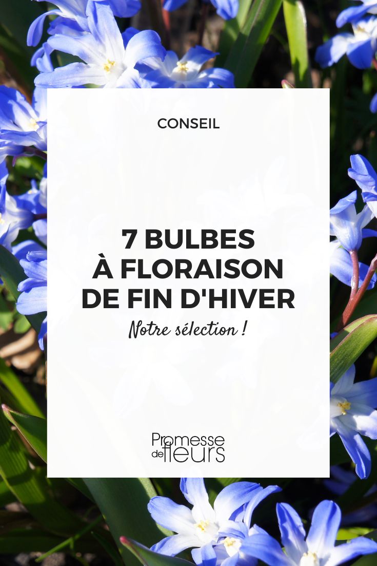 Les bulbes a floraison de début d'hiver - Blog Promesse de fleurs