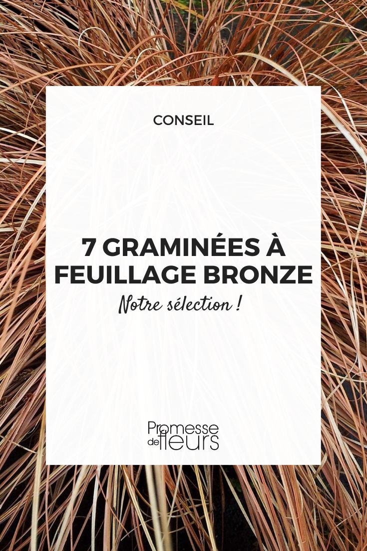 graminées et carex aux feuilles cuivrées