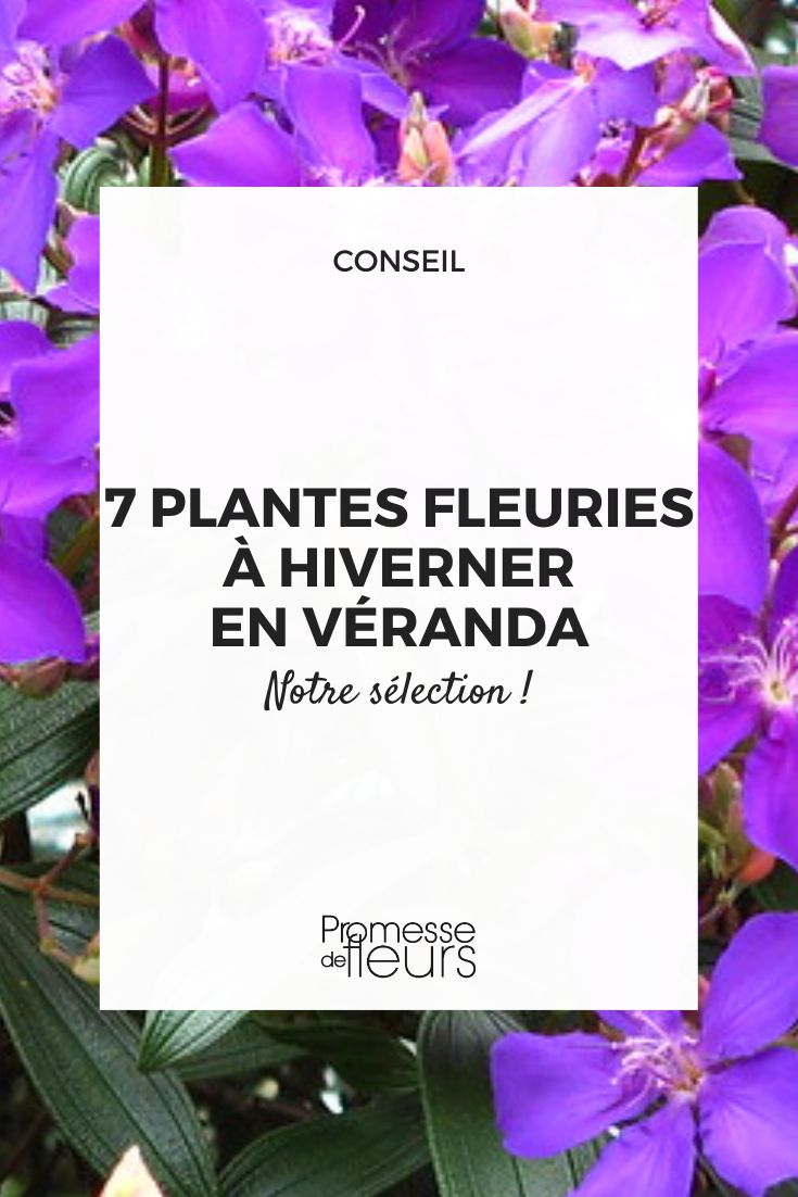 7 variétés de fleurs pour jardinières et pots, à semer