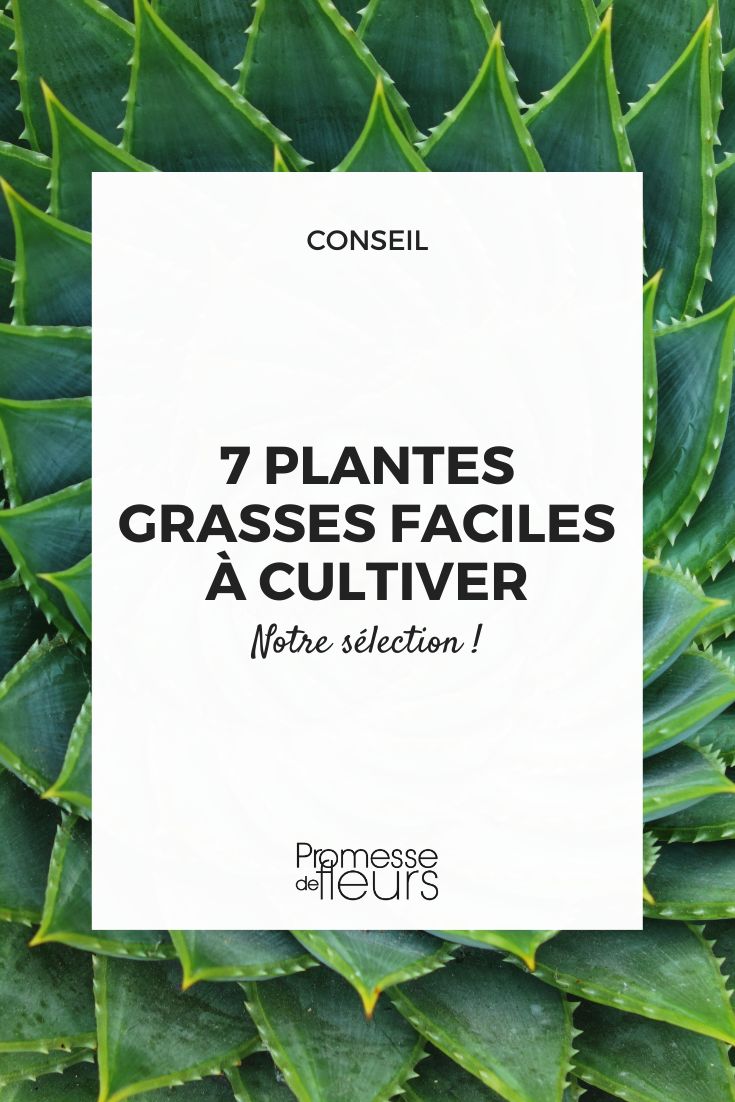 7 cactus et plantes grasses emblématiques - Promesse de Fleurs