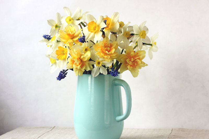 bouquet narcisses jonquilles petit prix