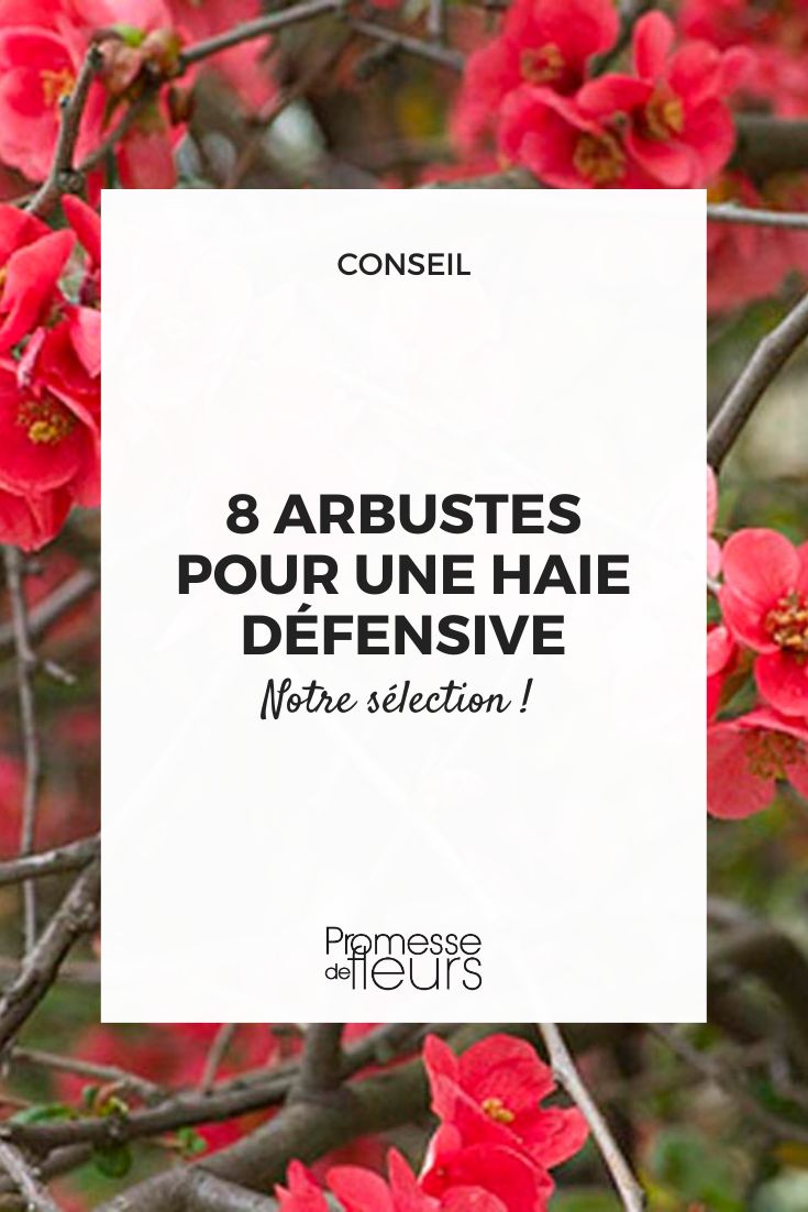 sélection d'arbustes de haie épineux