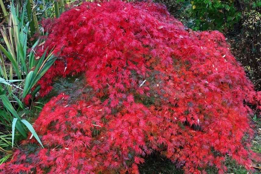 Erable du Japon 'Emerald Lace', à feuillage d'automne rouge vif 