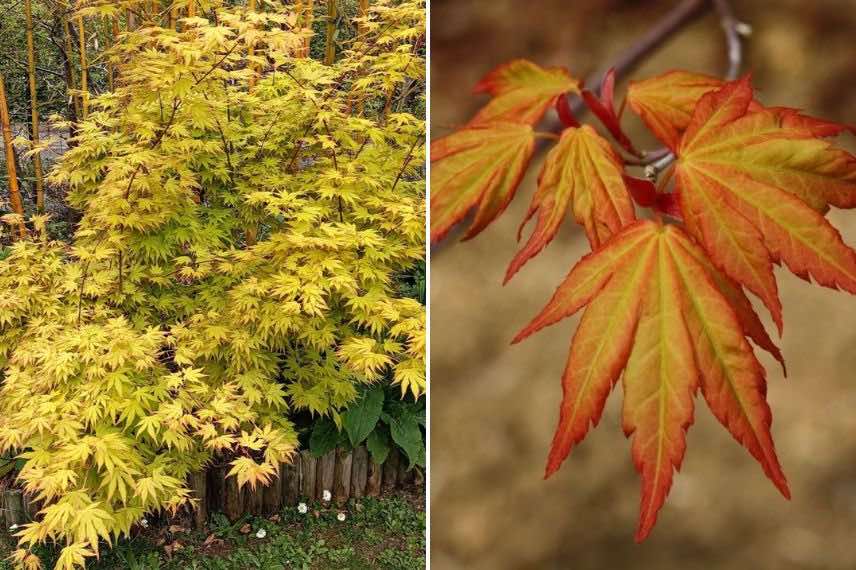 Le feuillage de l'Erable du Japon 'Orange Dream'