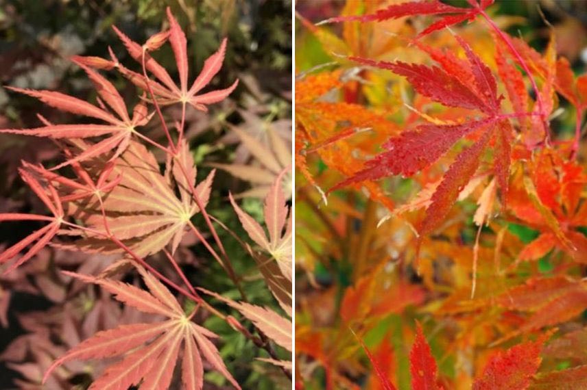 Le feuillage d'automne flamboyant de l'Erable 'Orange Flame'