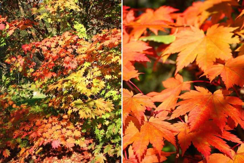 Le feuillage orangé en automne de l'érable à feuilles de vigne