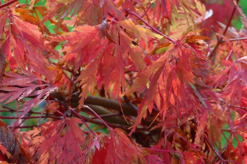 Le feuillage rouge en automne de l'Erable du Japon 'Seiryu'