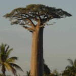 Adansonia - Baobab : planter et cultiver