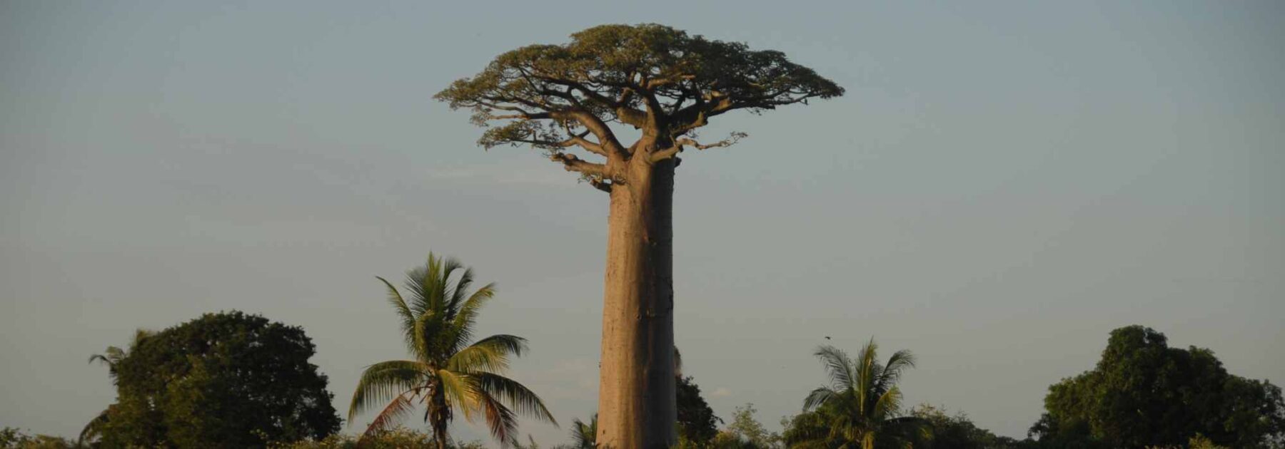 Adansonia - Baobab : planter et cultiver