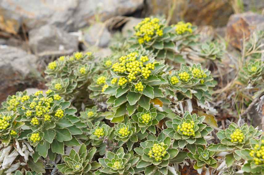 chrysantheme jaune