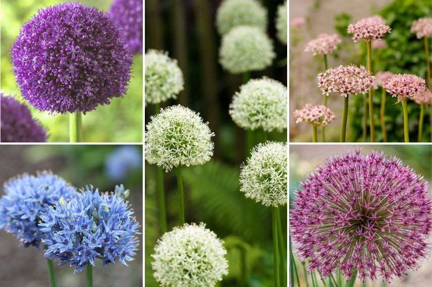 Alliums