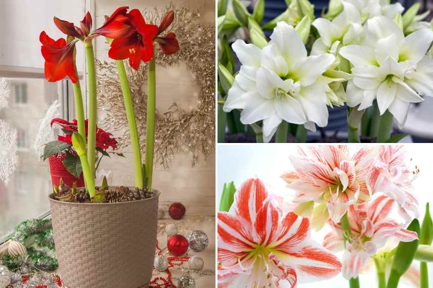 bulbe precoce hiver, fleur plante interieur hiver noel