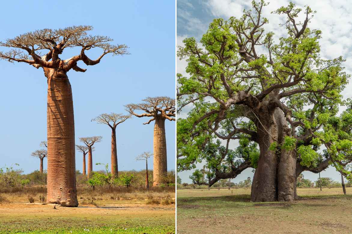 Baobab especes differentes