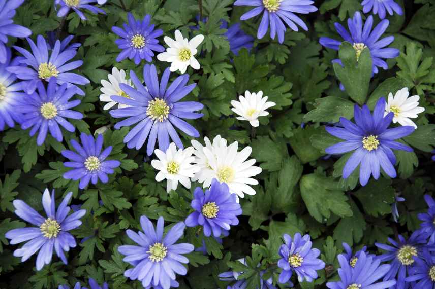 anemone fleurie en hiver, quelle anemone foraison fin hiver, bulbe floraison en mars