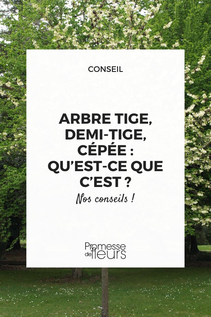 Décryptage du jargon végétal pour choisir l'arbre idéal pour votre jardin