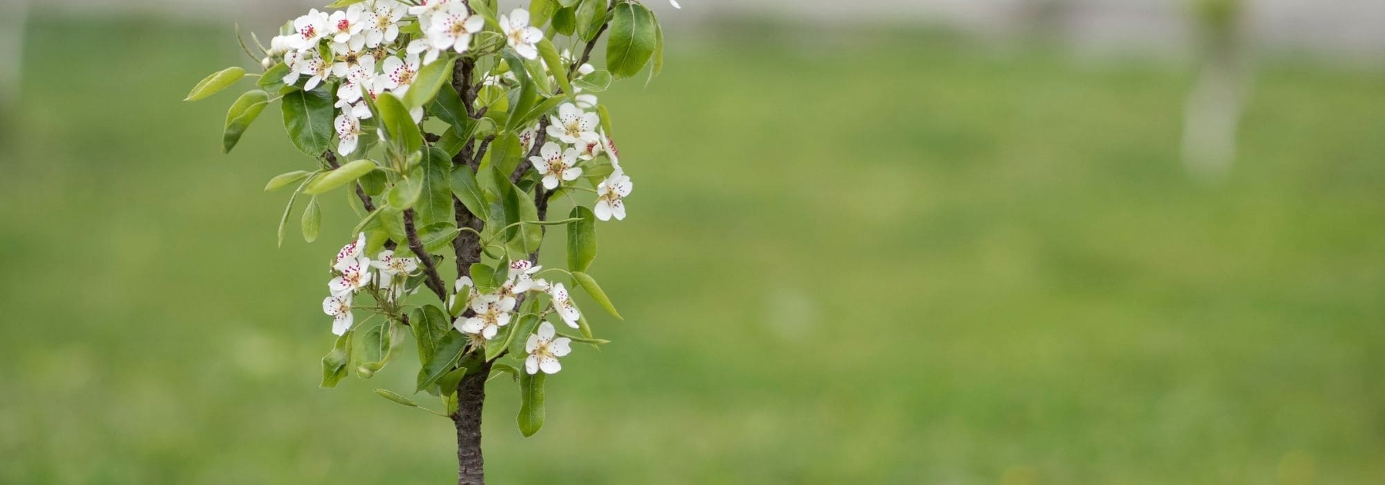 Arbre tige, demi-tige, cépée : qu’est-ce que c’est ?