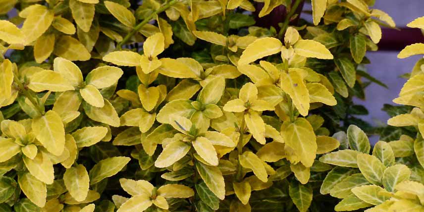 Arbustes persistants à feuillage coloré : Fusain 'Goldy'