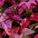 Quels arbustes persistants pour un hiver coloré ?