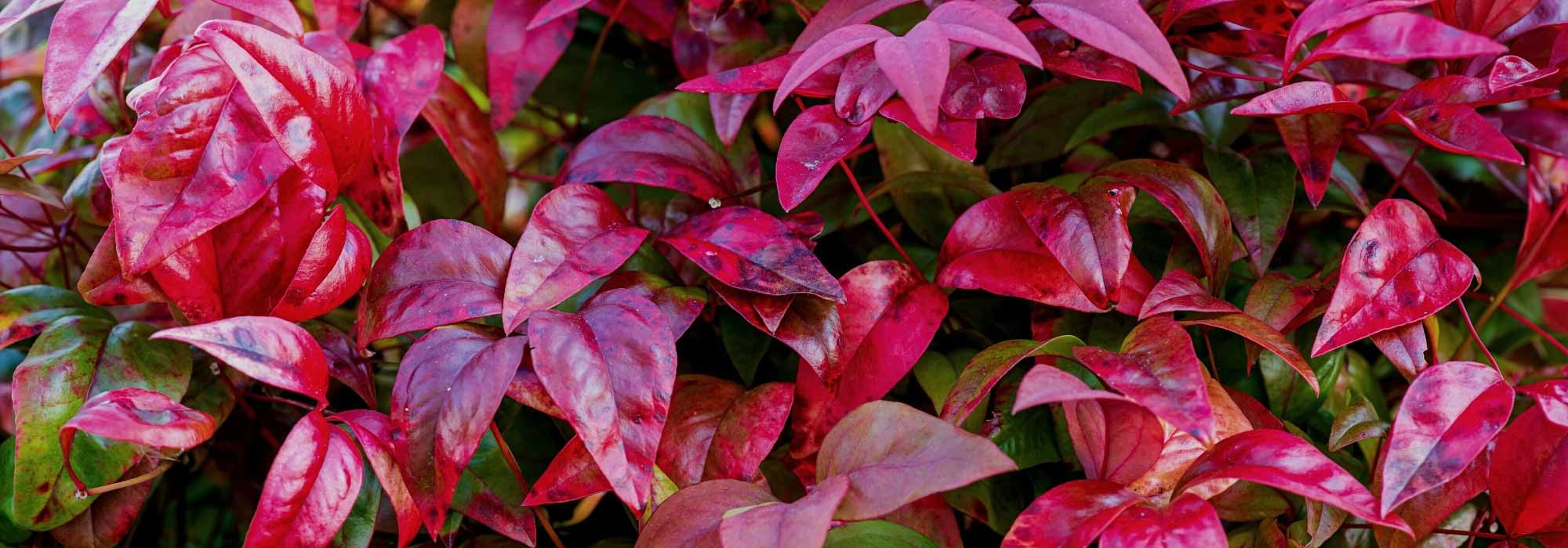 Quels arbustes persistants pour un hiver coloré ?