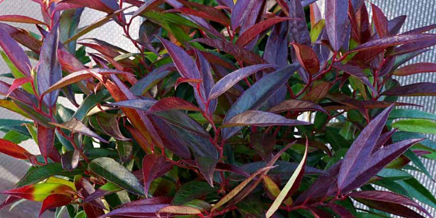 Arbustes persistants à feuillage coloré : Leucothoe