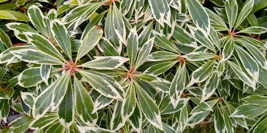 Arbustes persistants à feuillage coloré : Pieris 'Flaming Silver'
