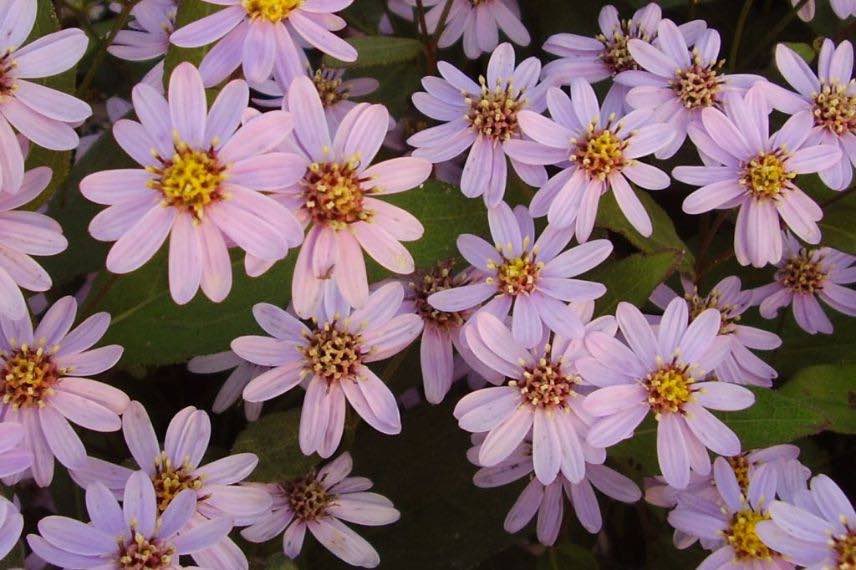 plante à fleurs