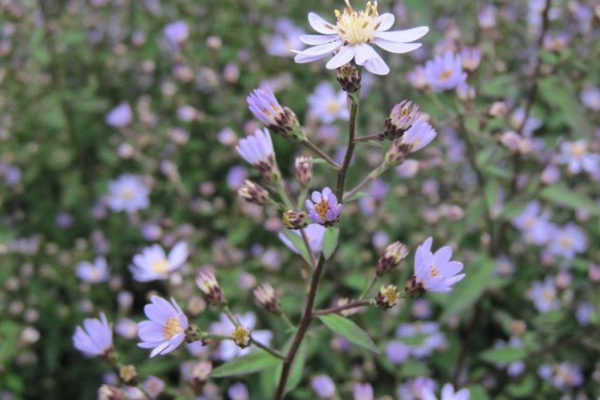 aster d'automne