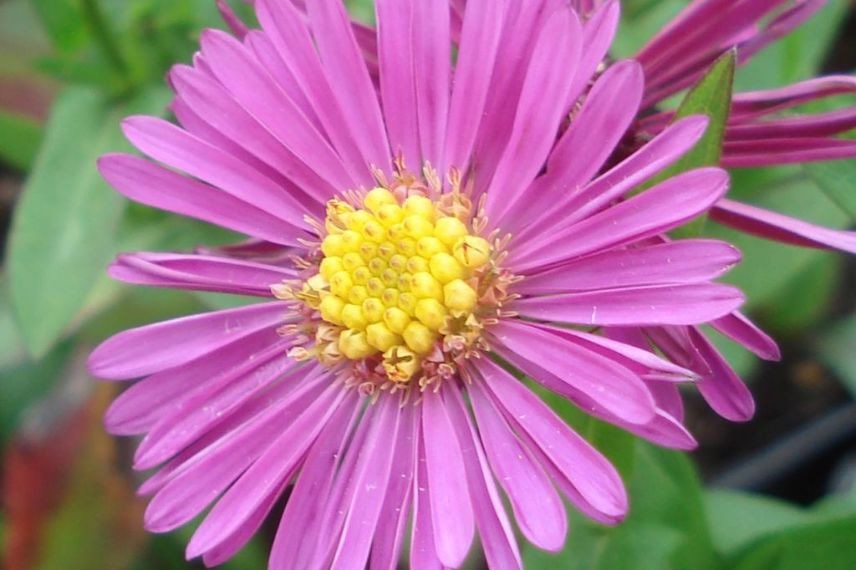 plantes à fleurs